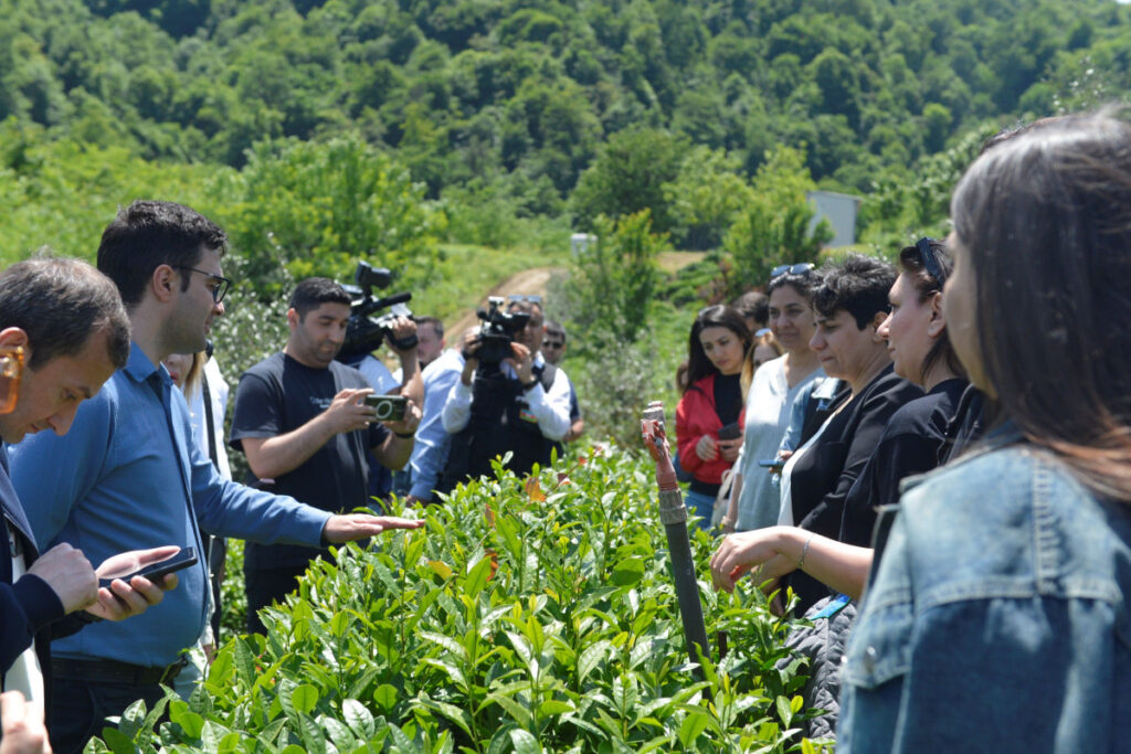 “Azerçay” çay plantasiyalarına mediatur təşkil edib – FOTO