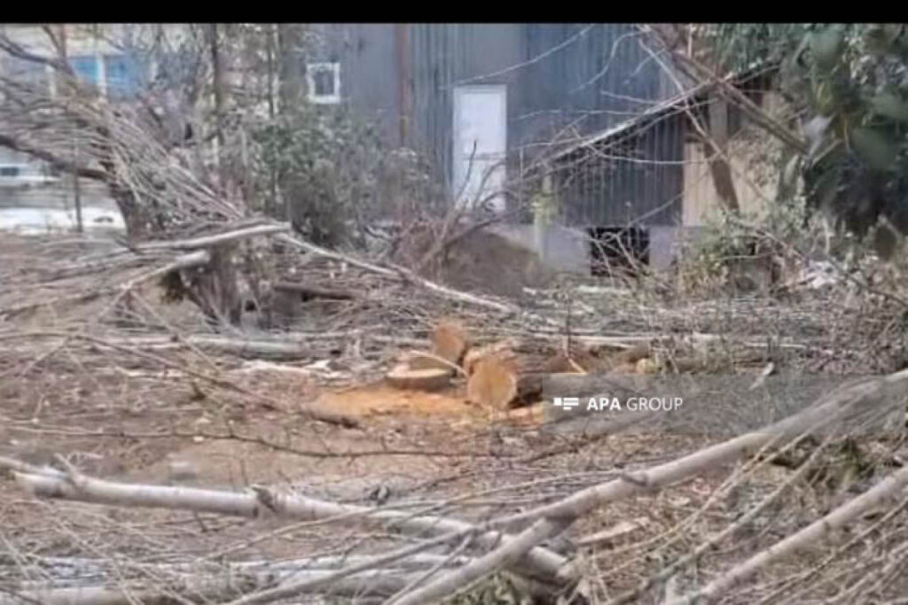 Tovuzda ağaclarının qırılması ilə bağlı araşdırma aparılır
