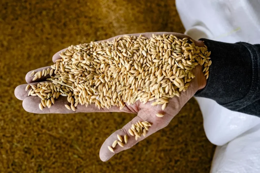 Dünya bazarlarında taxıl qiymətləri açıqlanıb