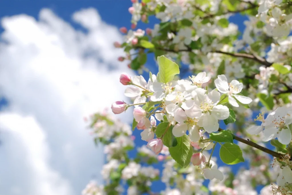 Azərbaycana yaz fəsli daxil olub