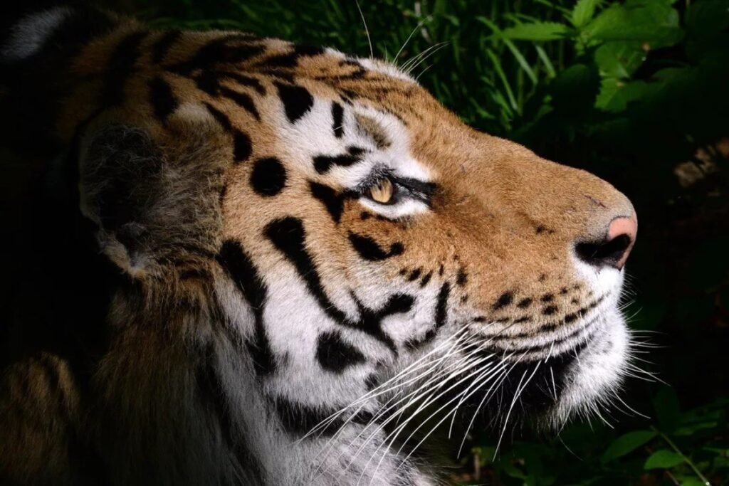 Rusiya Qazaxıstana dörd Amur pələngi göndərəcək